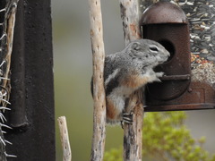 Ammospermophilus interpres