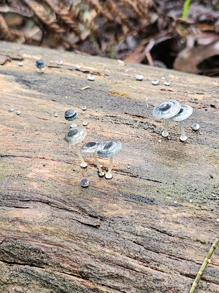 Mycena interrupta · April 2026 · photo: © michael3857 (iNaturalist, cc-by)