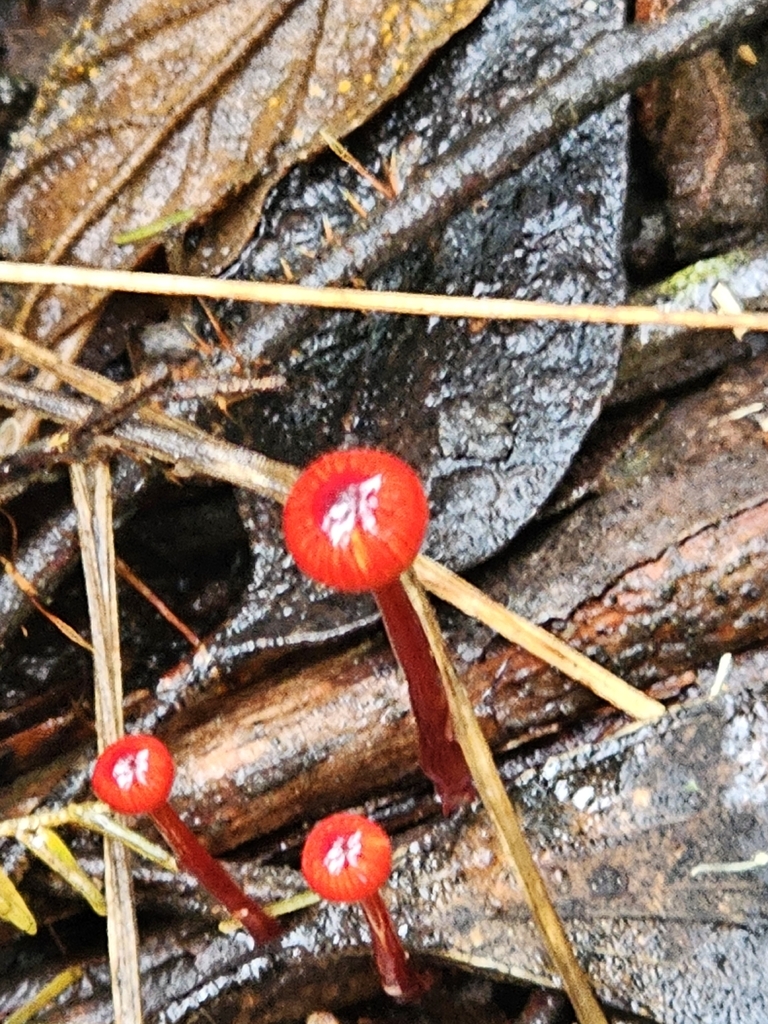 Cruentomycena viscidocruenta · April 2026 · photo: © michael3857 (iNaturalist, cc-by)