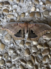 Antheraea