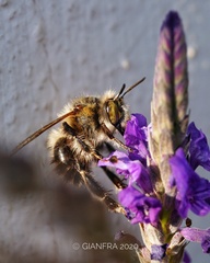 Anthophora dispar