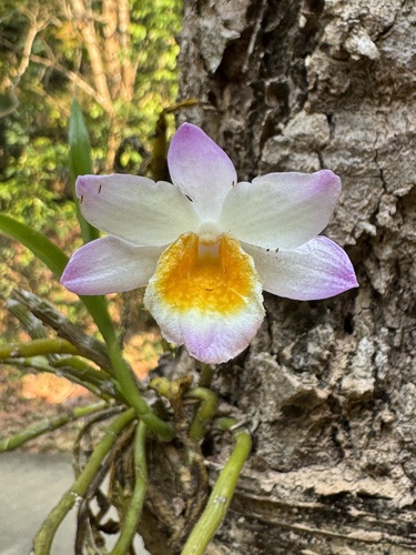 Dendrobium crepidatum, photograph 1