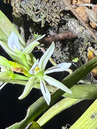 Prosthechea abbreviata observed 2026-04-10