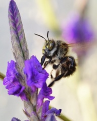 Anthophora dispar