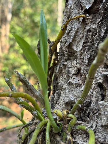 Dendrobium crepidatum, photograph 2