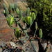 Albuca schoenlandii - Photo (c) Gawie Malan, some rights reserved (CC BY-NC), uploaded by Gawie Malan