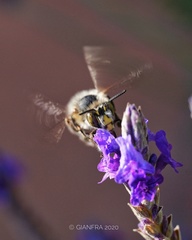 Anthophora dispar