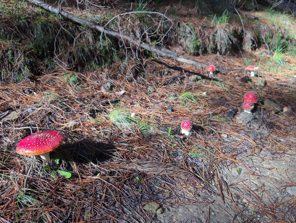 Amanita muscaria · April 2026 · photo: © emsinthewild (iNaturalist, cc-by)