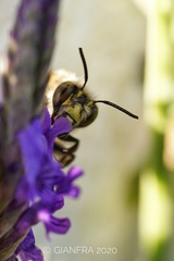 Anthophora dispar