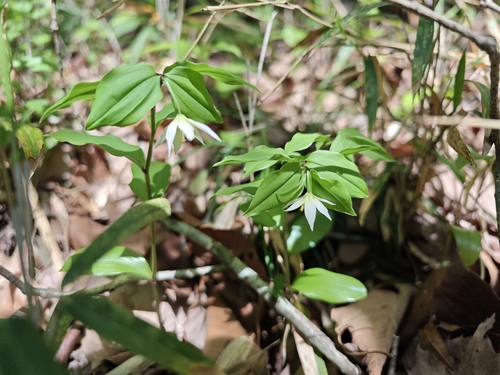 Disporum smilacinum (Disporum smilacinum)