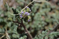 Phacelia coerulea