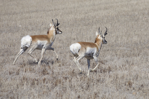 Pronghorn