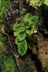 Gloxinia erinoides