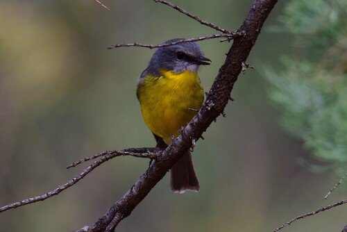Eastern Yellow Robin