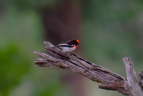 Red-capped Robin