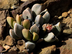 Cerochlamys pachyphylla