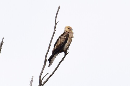 Whistling Kite