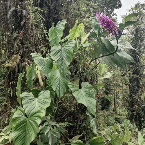 Elleanthus glaucophyllus Schltr. 2