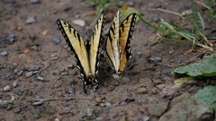 Papilio appalachiensis