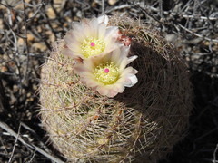 Echinomastus intertextus