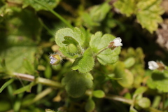 Veronica hederifolia