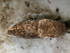 Deroceras reticulatum