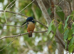 Alcedo semitorquata