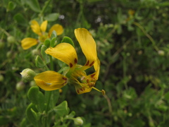 Roepera foetida
