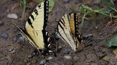 Papilio appalachiensis