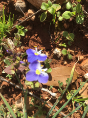 Veronica syriaca