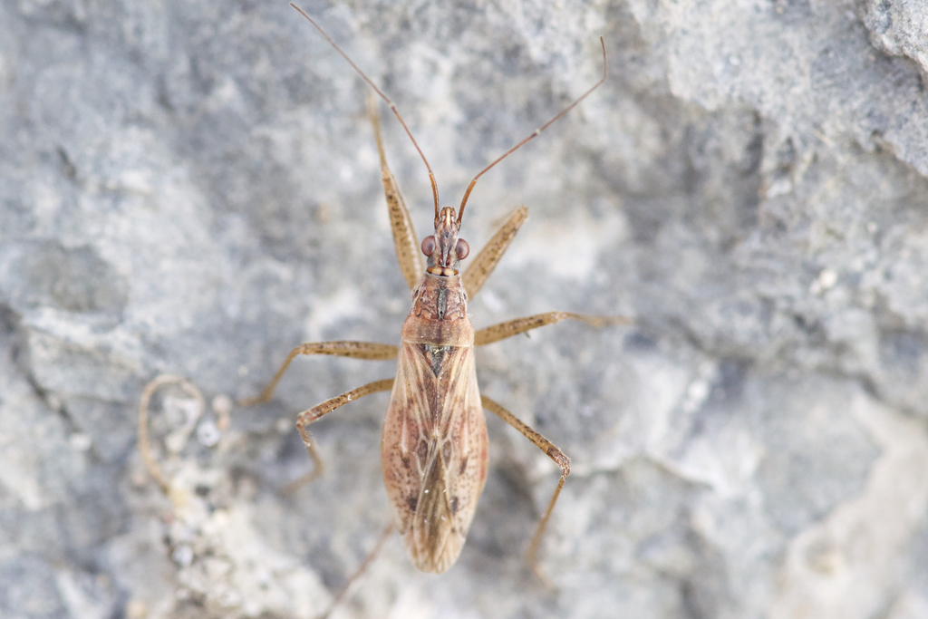 Short-winged Nabis