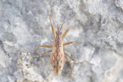 Nabis rufusculus