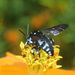 Indomalayan Cloak-and-dagger Bee - Photo (c) Tom Kirschey, some rights reserved (CC BY-NC), uploaded by Tom Kirschey