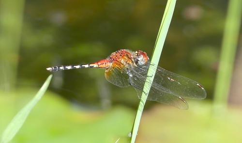 Barbet Percher photo 2