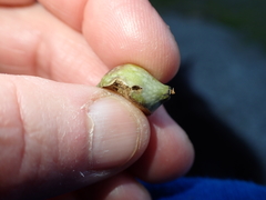 Heteroecus pacificus