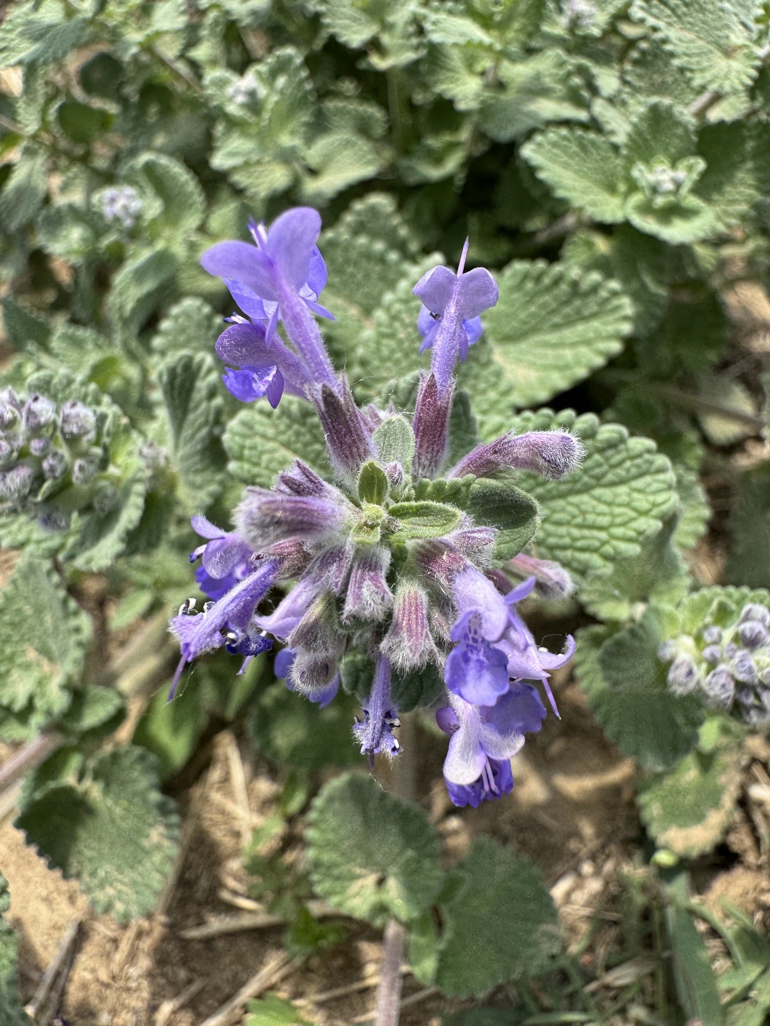 Catmint