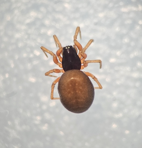 Grammonota inornata photo 2