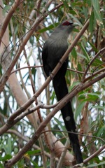 Phaenicophaeus tristis