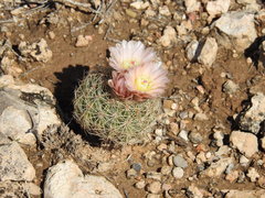 Echinomastus intertextus dasyacanthus