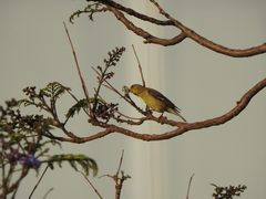Spinus psaltria