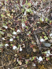 Micropus californicus