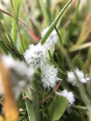 Micropus californicus