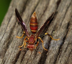 Polistes bahamensis