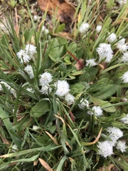 Micropus californicus