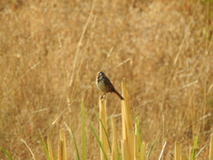 Melospiza melodia