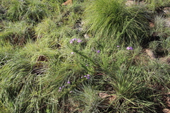 Jamesbrittenia grandiflora image