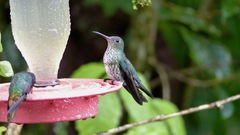 Taphrospilus hypostictus