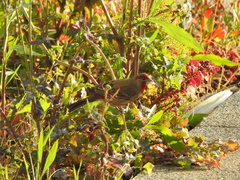 Haemorhous mexicanus