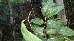 Image of Polysphaeria acuminata