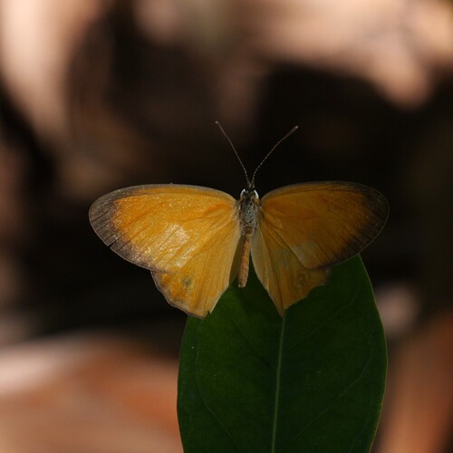 Orange Ringlet